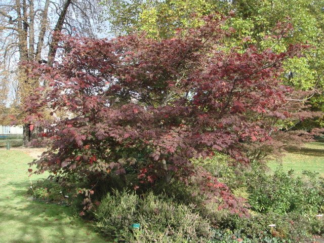 Acer japonicum 'Aconitifolium' automne